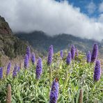 Madeira [6] – In den Bergen