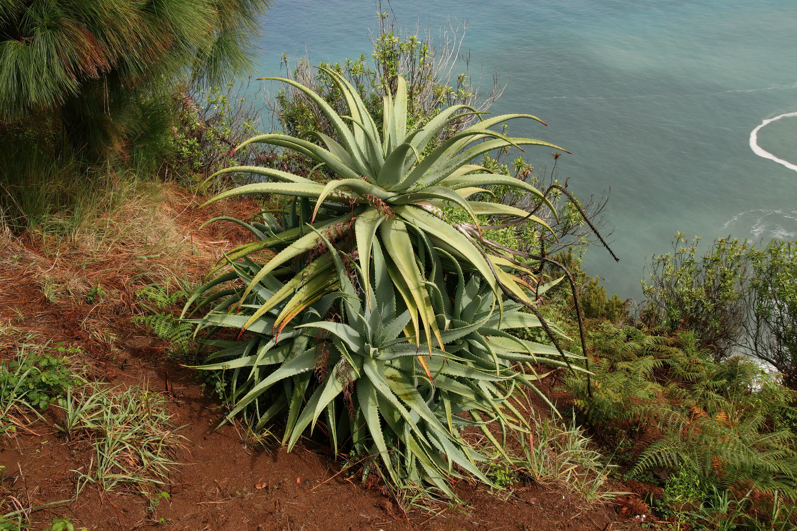 Madeira