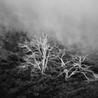 Madeira [7] – White Tree