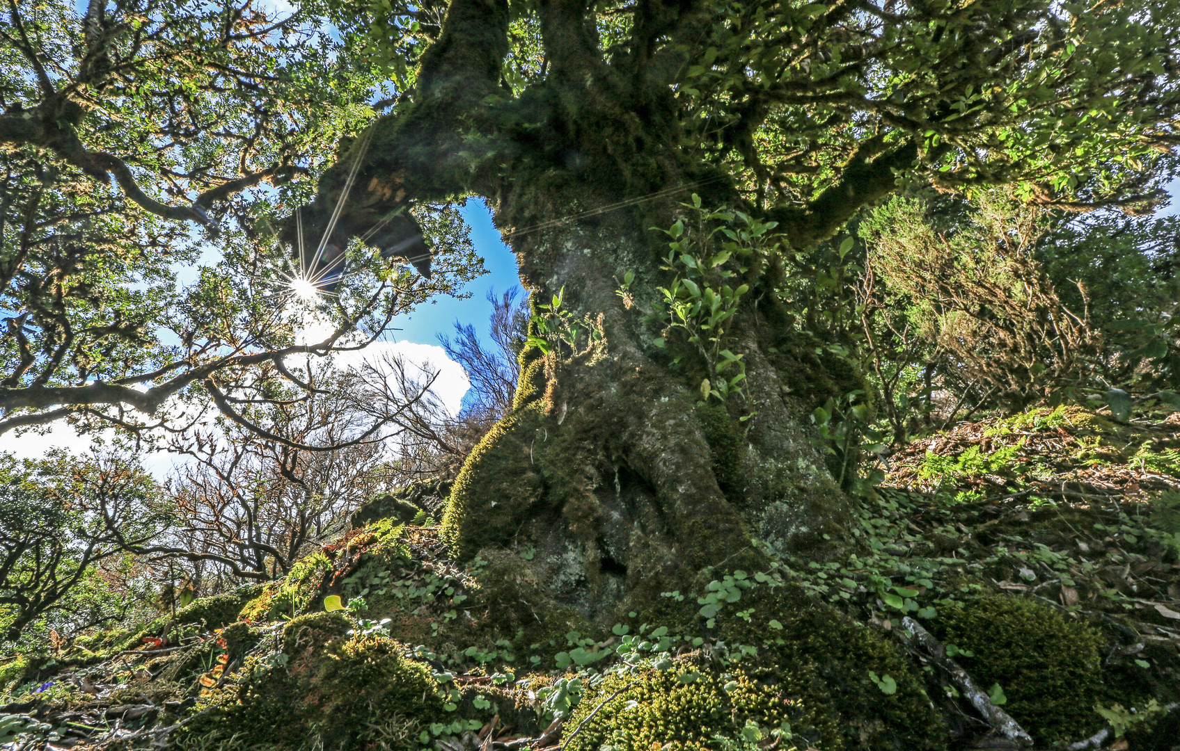 Madeira (9)