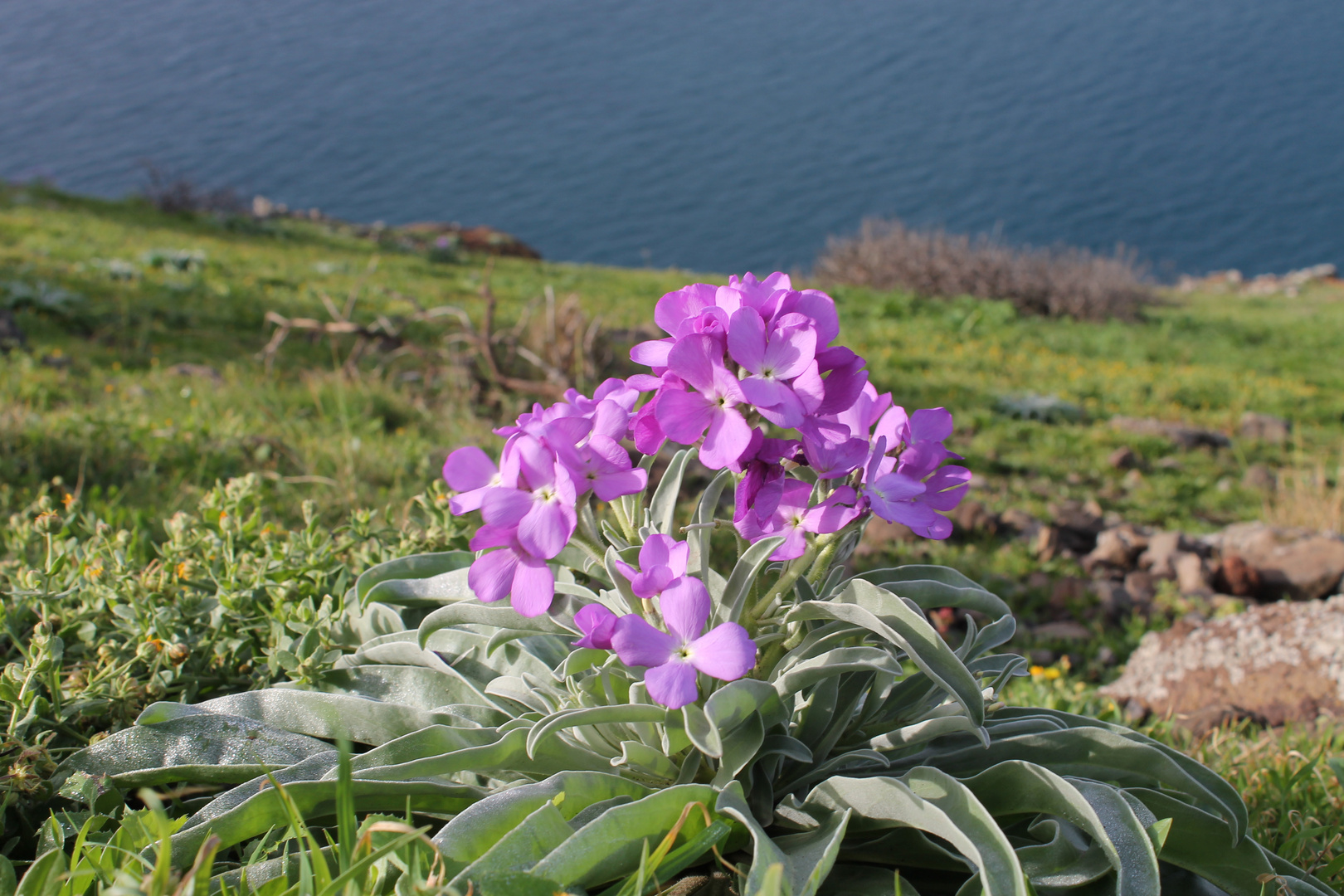 Madeira