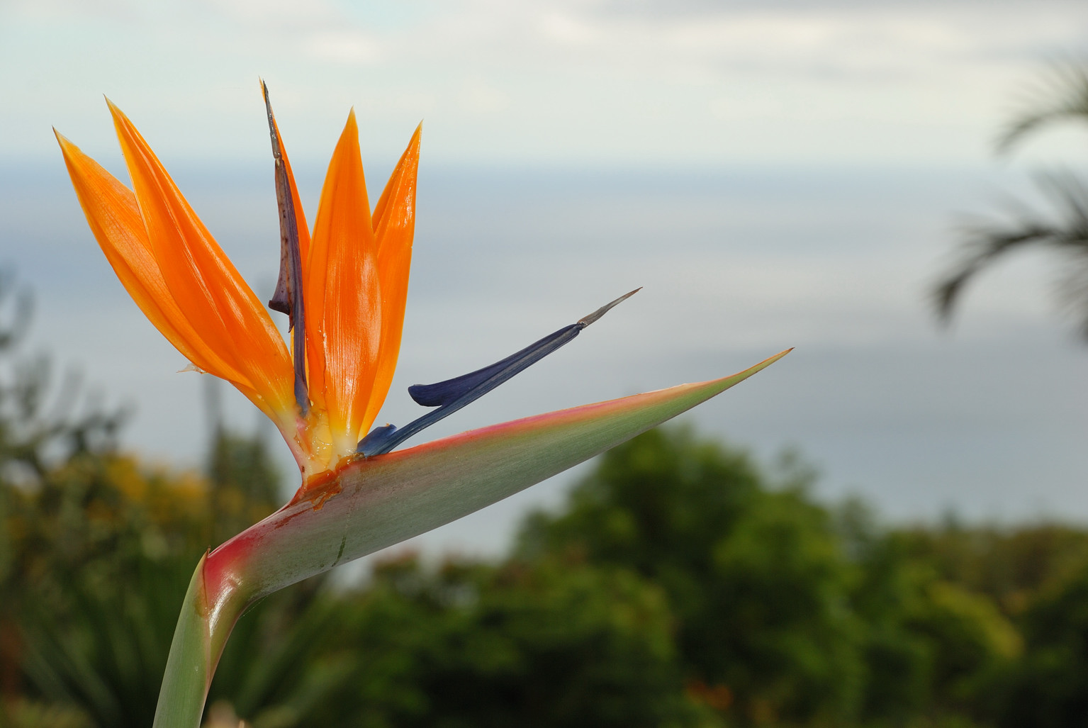 Madeira