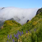 Madeira