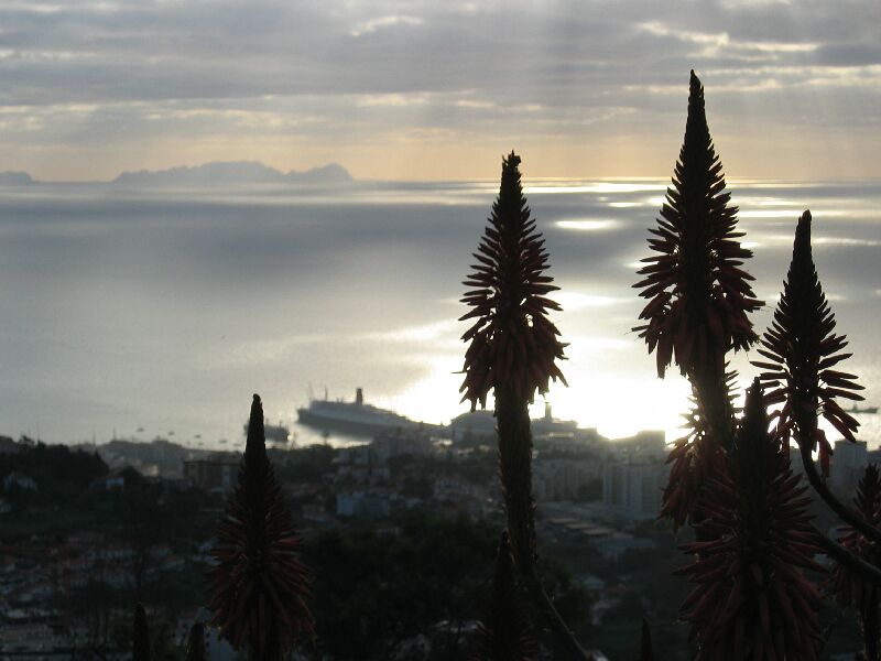 Madeira against the light