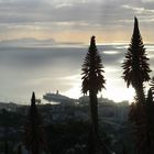 Madeira against the light