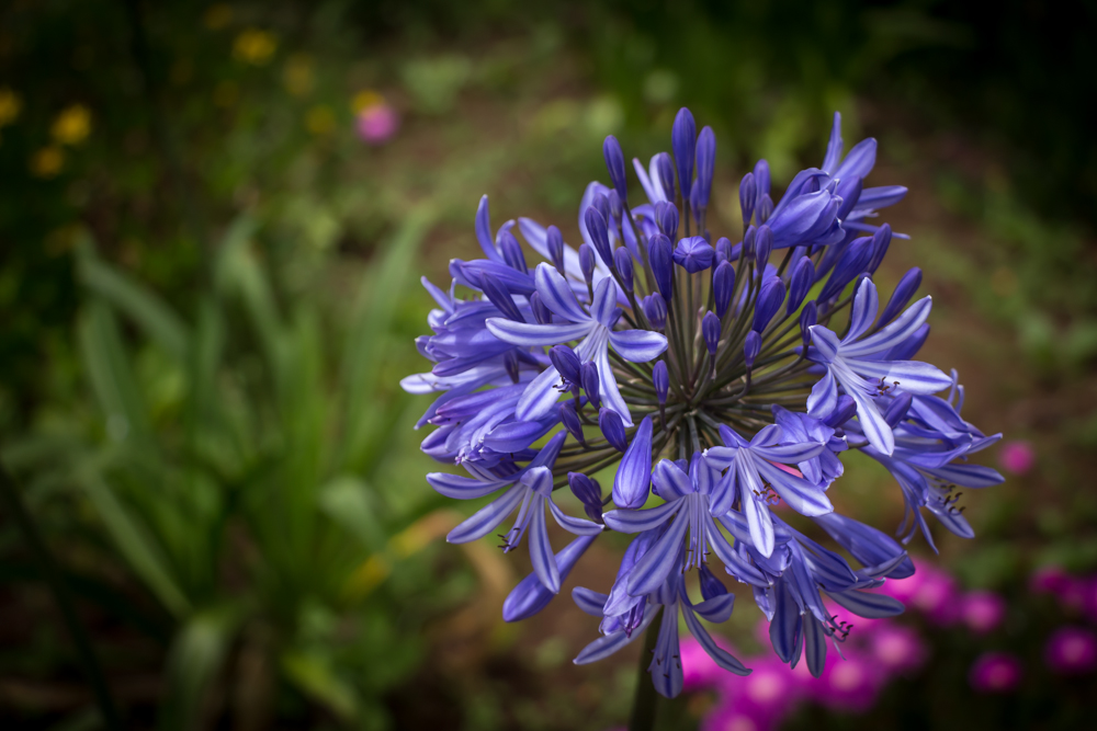 Madeira / Agapanthus