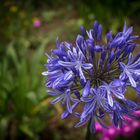 Madeira / Agapanthus