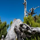 Madeira, auf den Weg zum Pico Ruivo