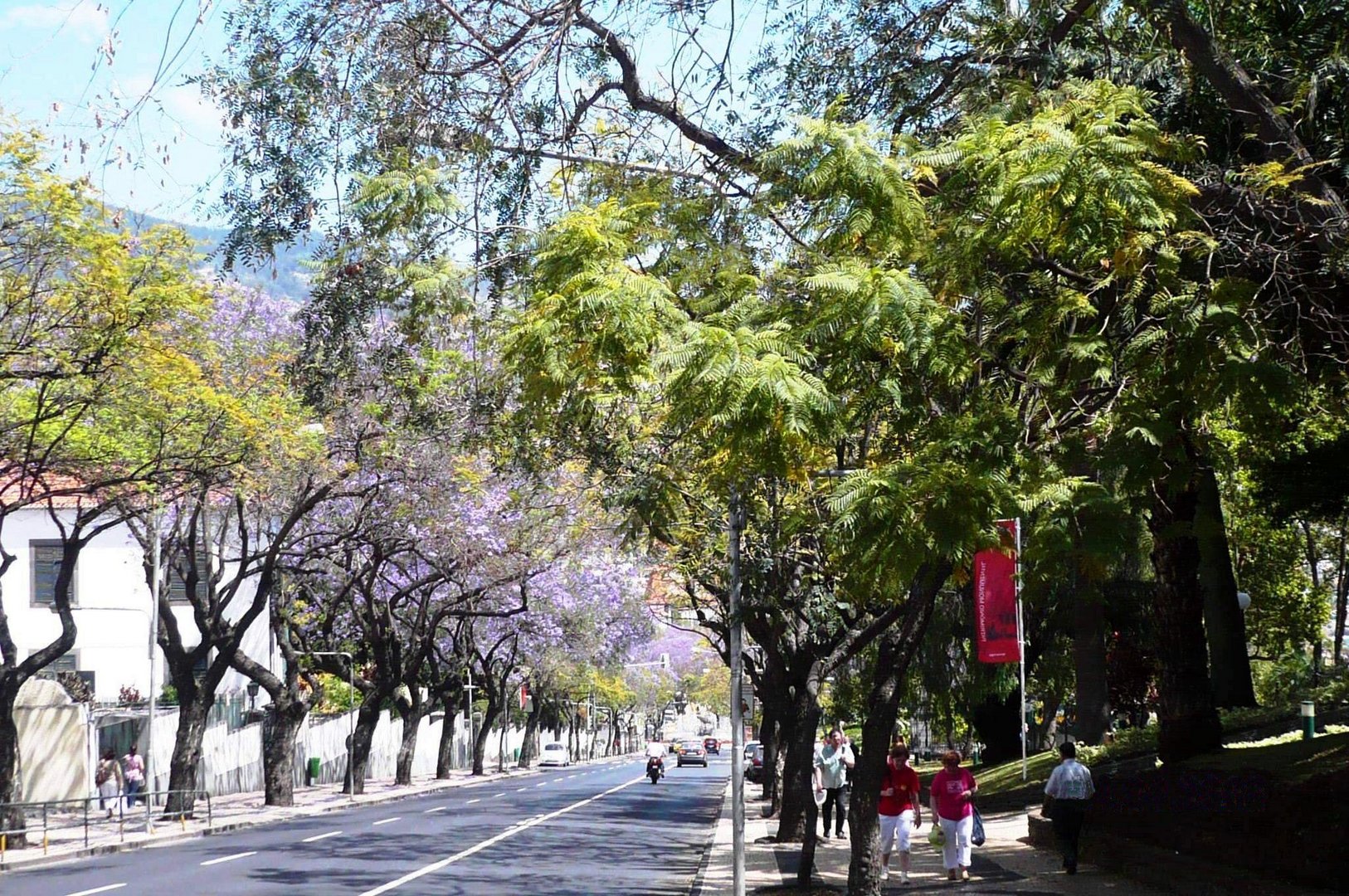 Madeira - Avenida Arriaga, Funchal, mit blaublütigen Jacaranda-Bäumen