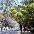 Madeira - Avenida Arriaga, Funchal, mit blaublütigen Jacaranda-Bäumen