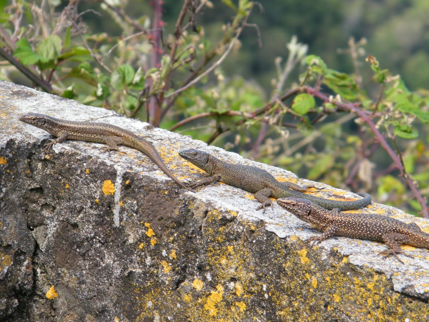 Madeira