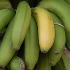 Madeira-Bananen