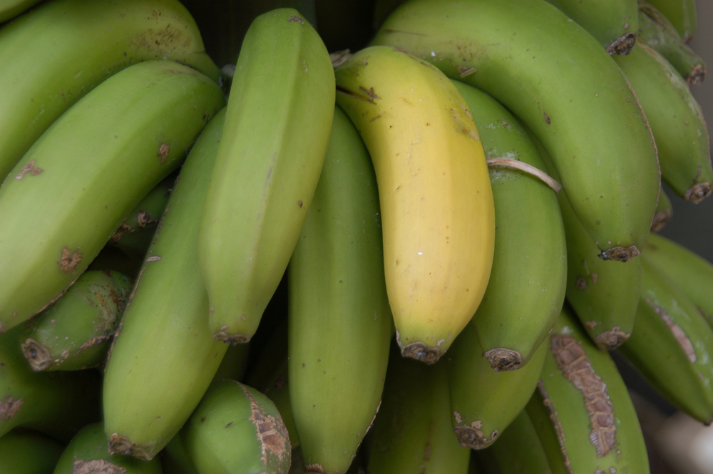 Madeira-Bananen von Heinz P.