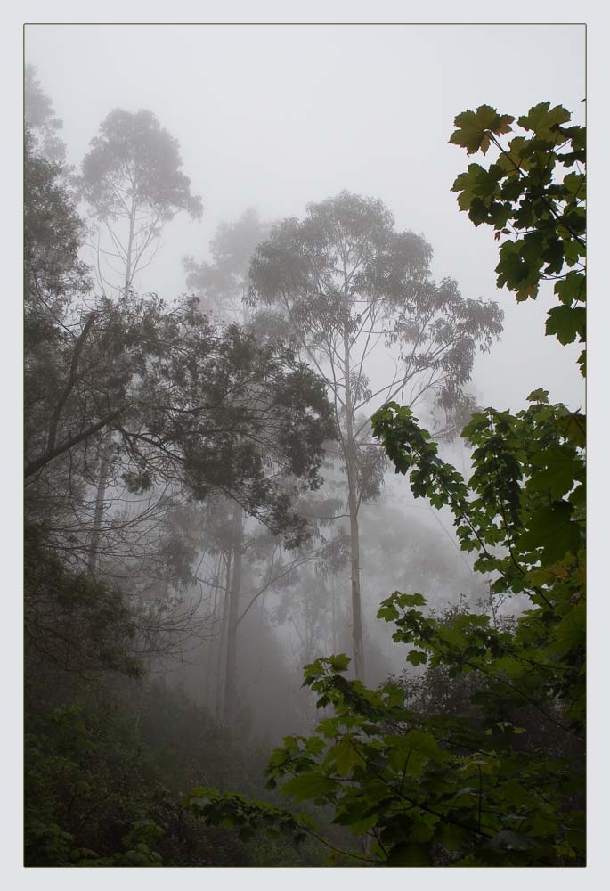 Madeira bei Nebel [K]