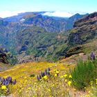 Madeira Berg- & Pflanzenwelt