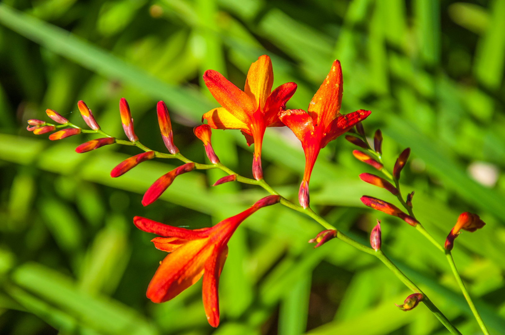 Madeira Blume 2