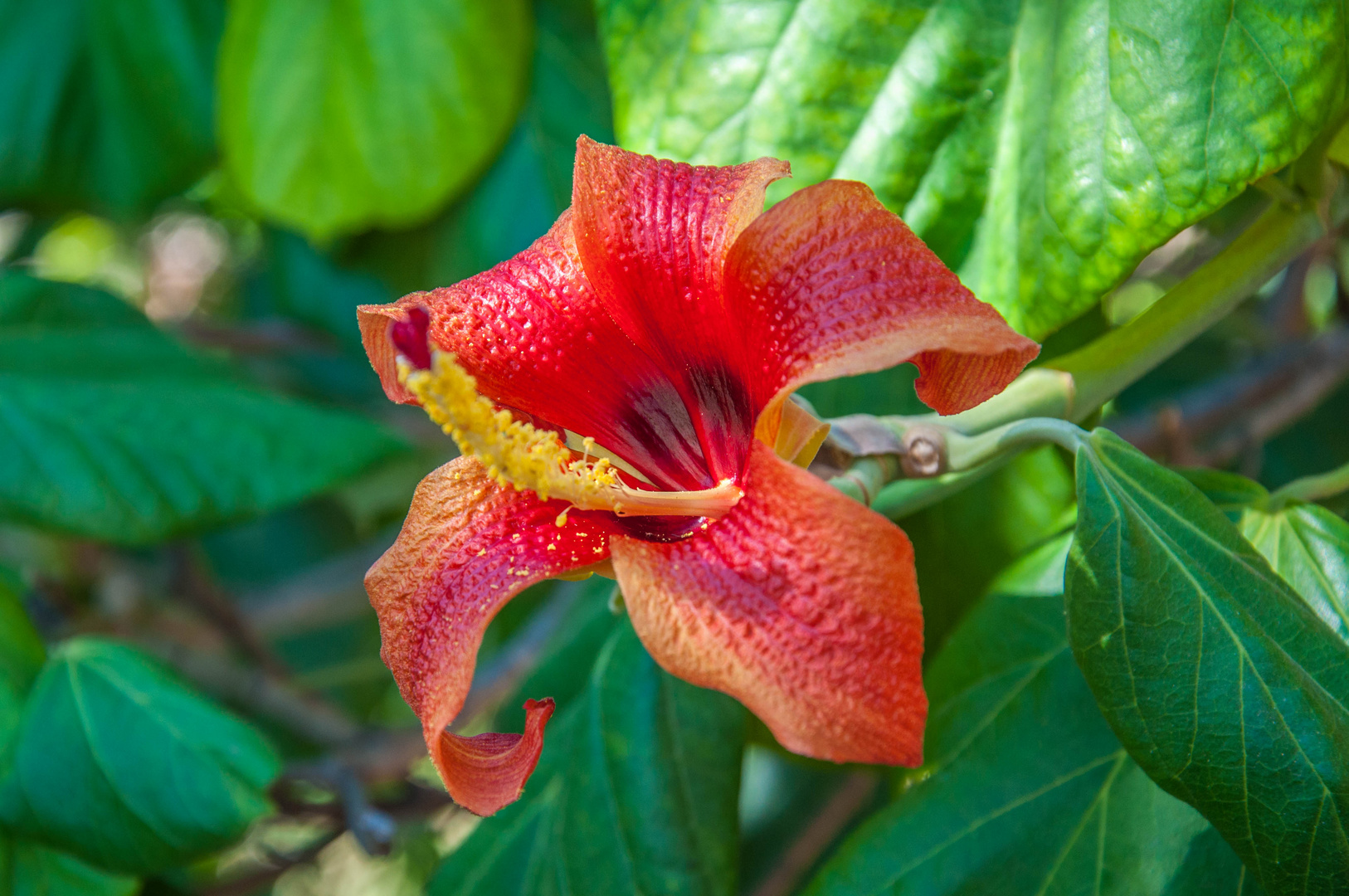 Madeira Blume 3