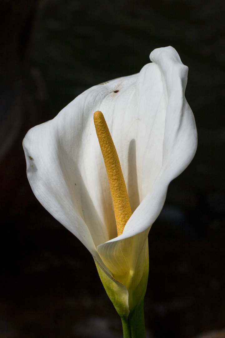 Madeira-Blume