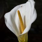 Madeira-Blume