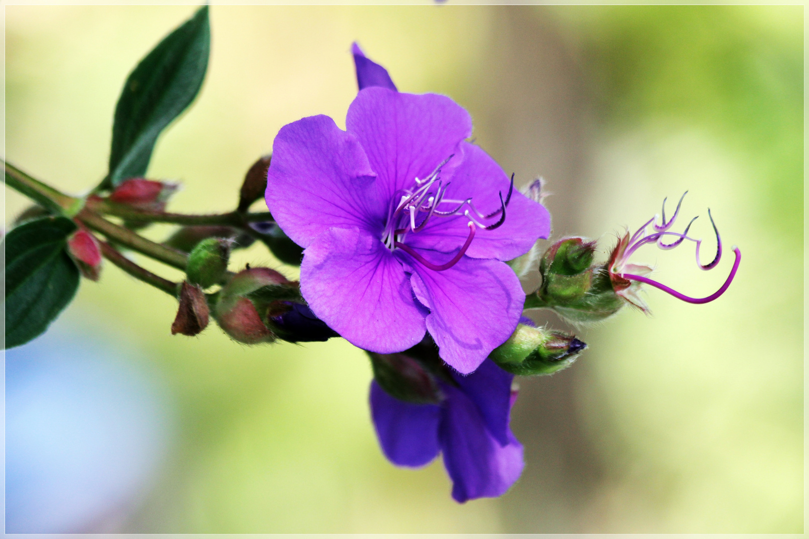 Madeira Blume