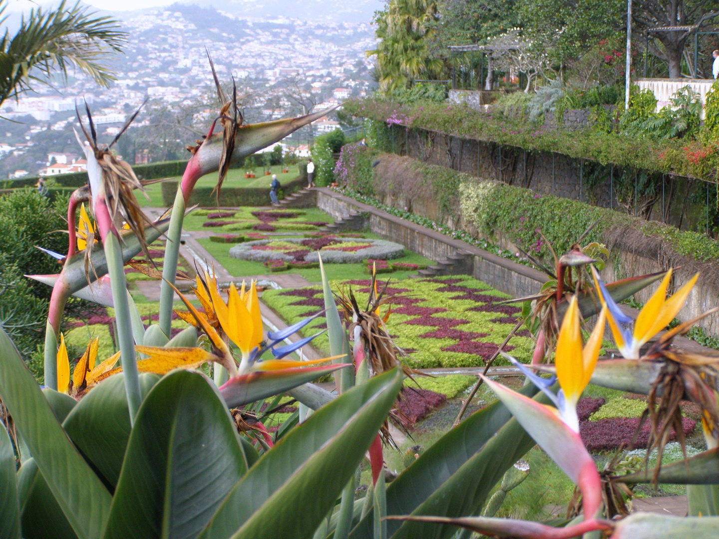 Madeira bot.Garten Januar 2010