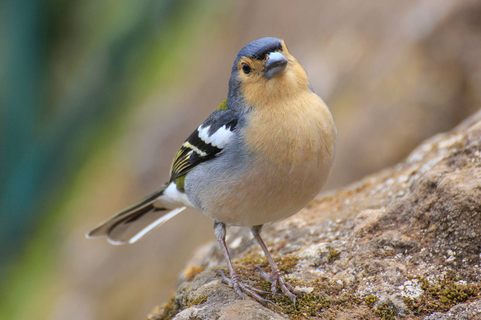 Madeira Buchfink bzw. "Chaffinch"