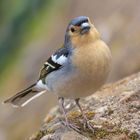 Madeira Buchfink bzw. "Chaffinch"