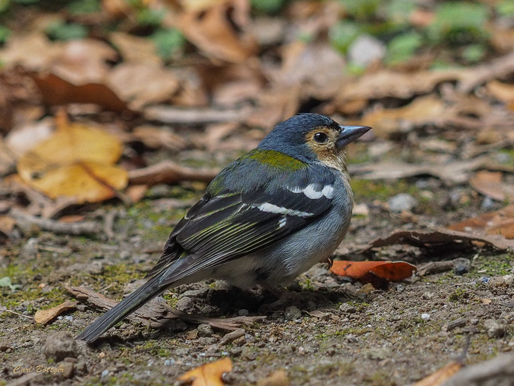 Madeira-Buchfink (Fringilla coelebs maderensis)