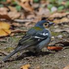 Madeira-Buchfink (Fringilla coelebs maderensis)