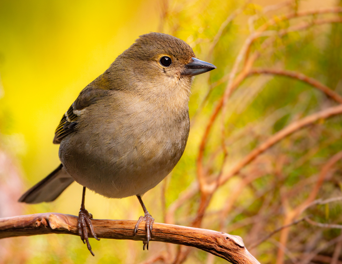 Madeira Buchfink (Fringilla coelebs maderensis) 