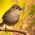 Madeira Buchfink (Fringilla coelebs maderensis) 