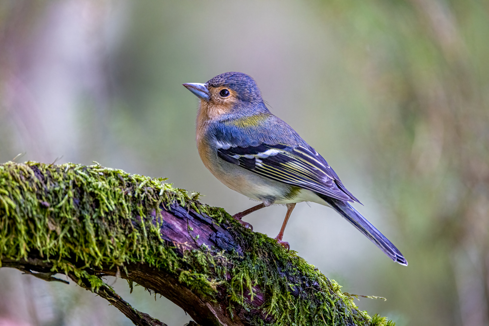 Madeira Buchfink (Madeira chaffinch)