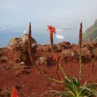 Madeira.....