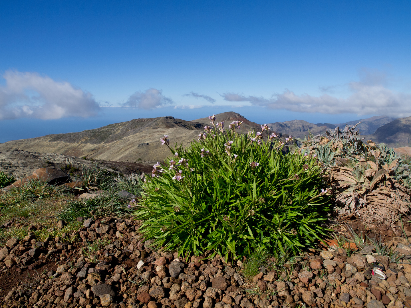 Madeira