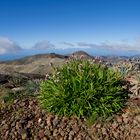 Madeira