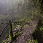 Madeira - der Weg in die grüne Hölle