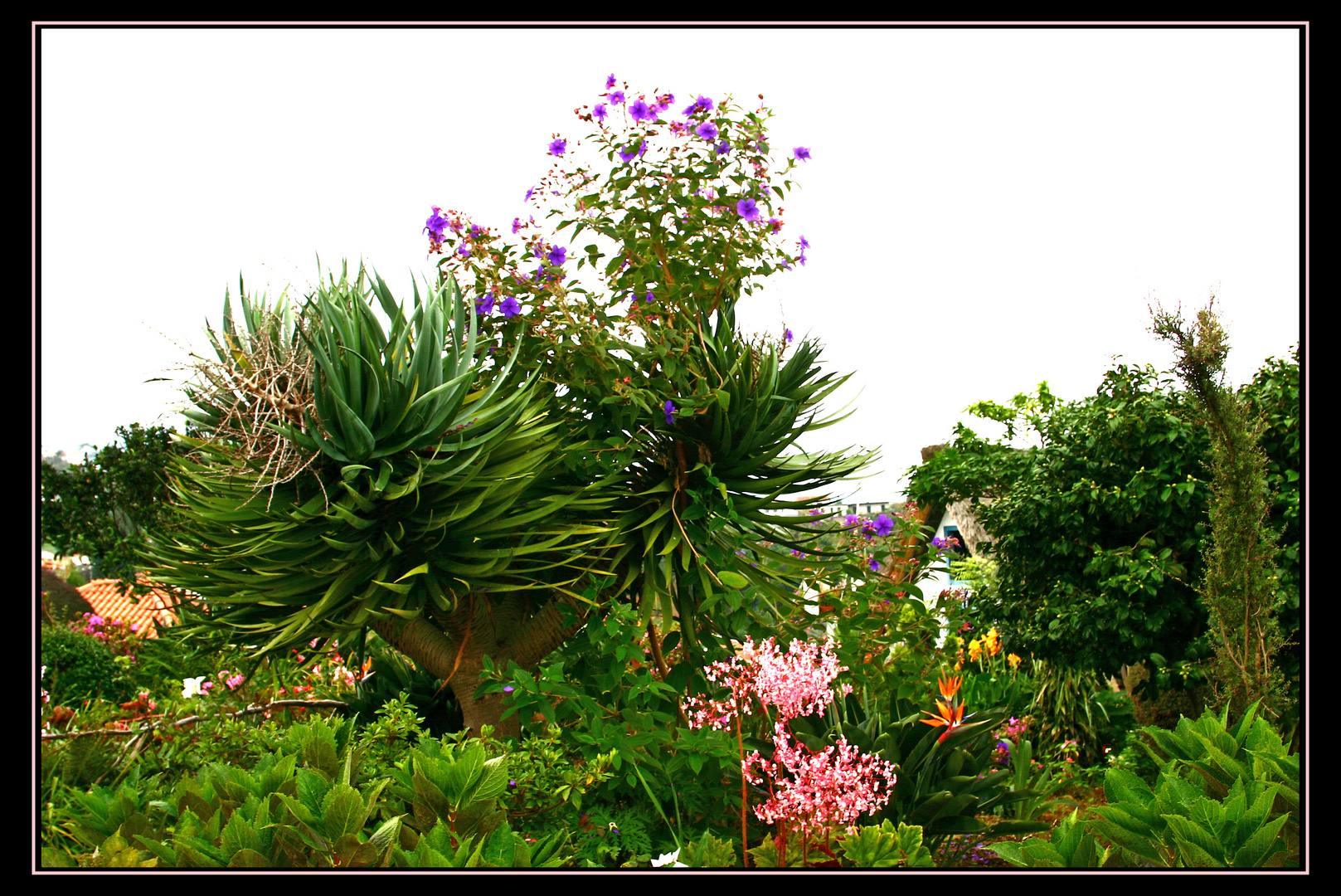 Madeira die Blumeninsel