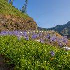 Madeira die Blumeninsel
