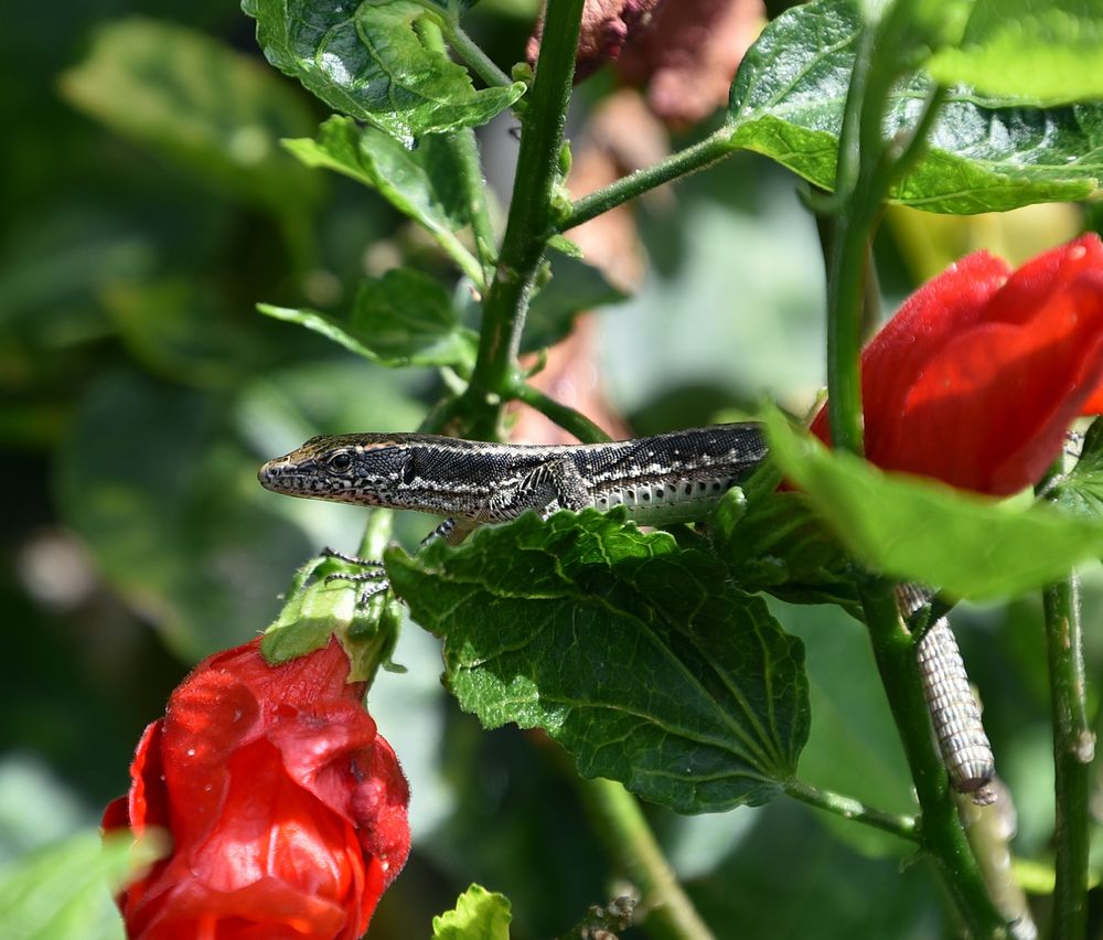 MadeiraEidechse (Teira dugesii) Foto & Bild tiere, wildlife
