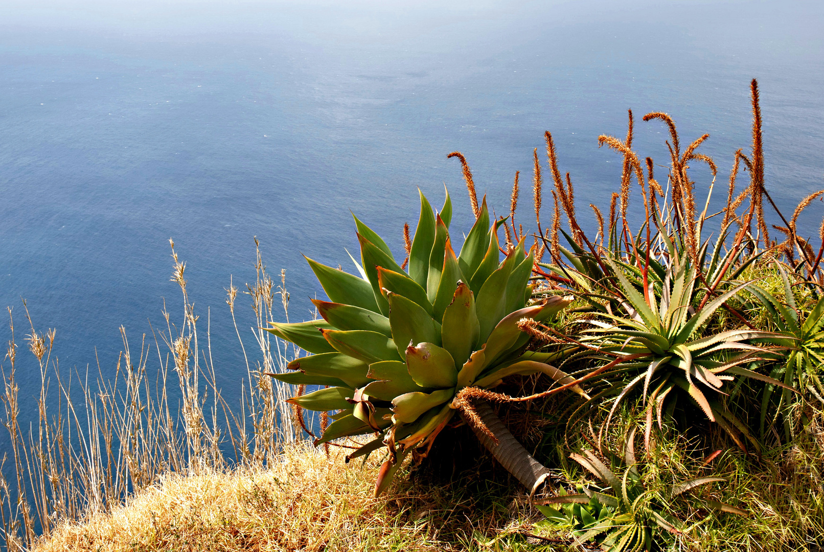 Madeira, eine blumen- und pflanzenreiche Insel - ein tropischer Garten Foto & Bild | europe ...