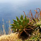 Madeira, eine blumen- und pflanzenreiche Insel - ein tropischer Garten