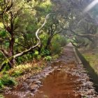 Madeira entlang der Levada