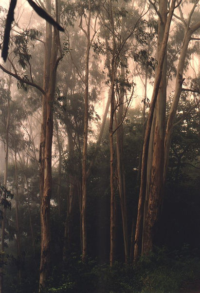 Madeira  -Eukalyptus-Wald im Nebel-