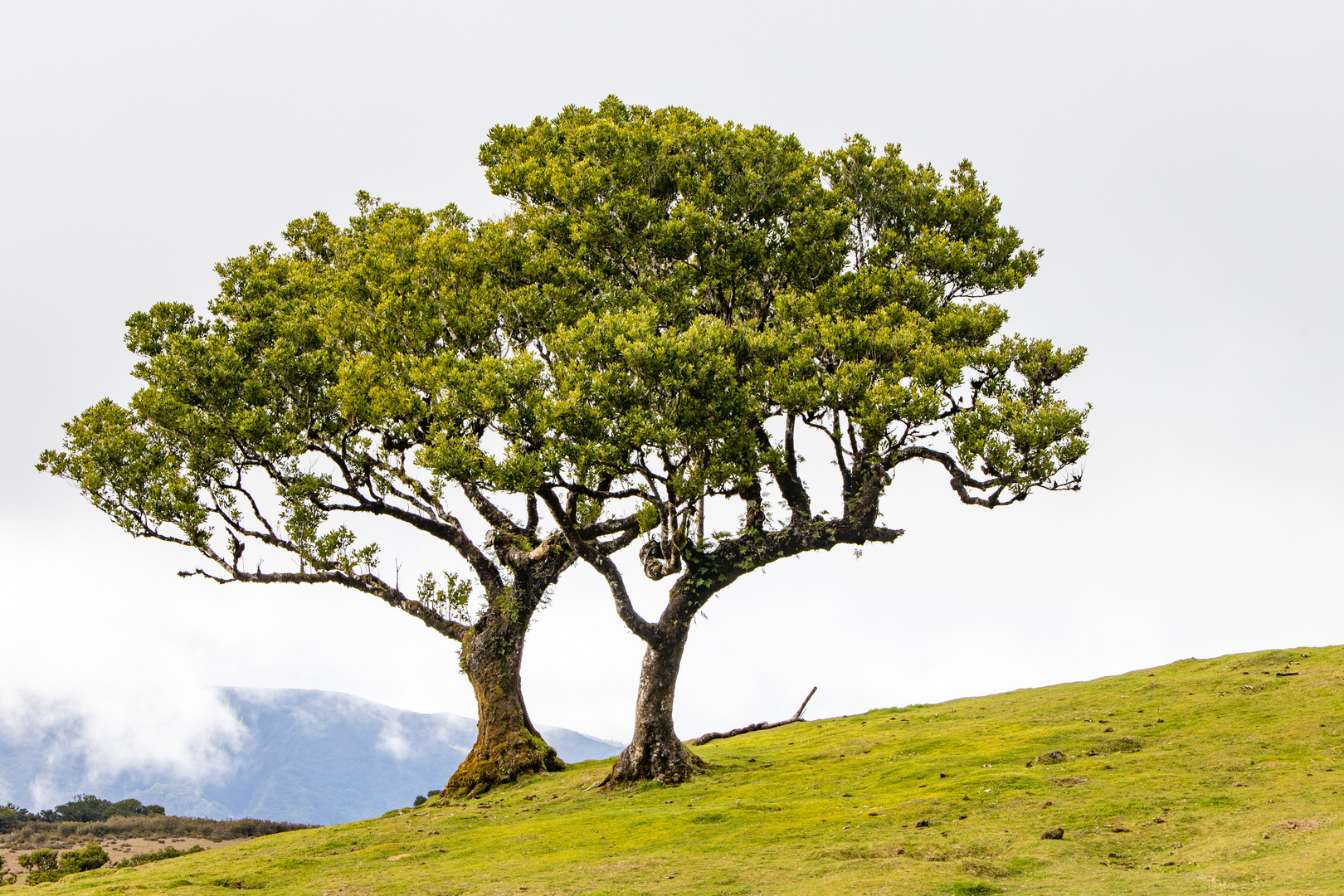 Madeira Fanal Baumzwillinge