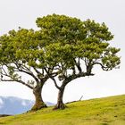 Madeira Fanal Baumzwillinge