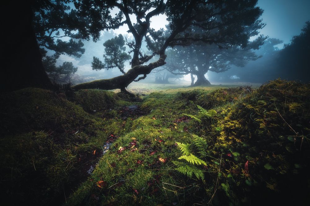 Madeira - Fanal Misty Laurisilva Foto &amp; Bild | europe, portugal