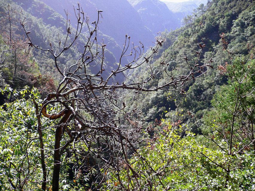 Madeira