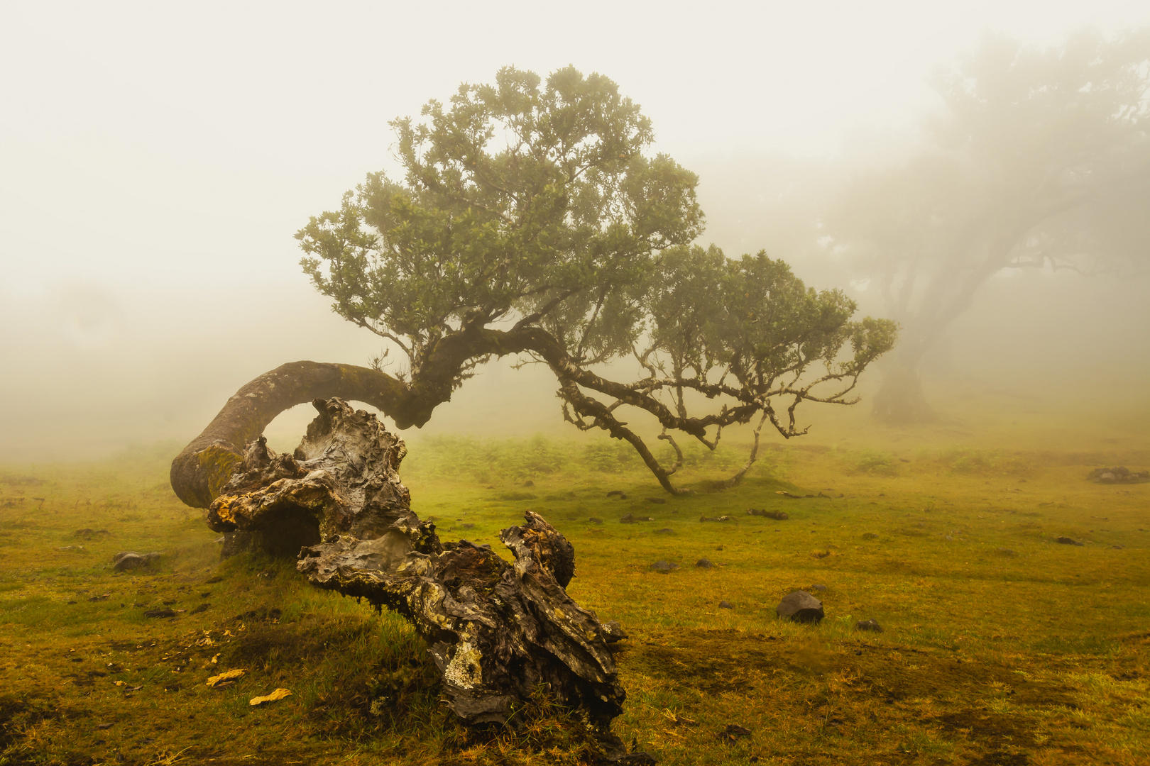 Madeira Feenwald Lorbeerwald Fanal