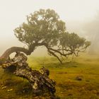 Madeira Feenwald Lorbeerwald Fanal