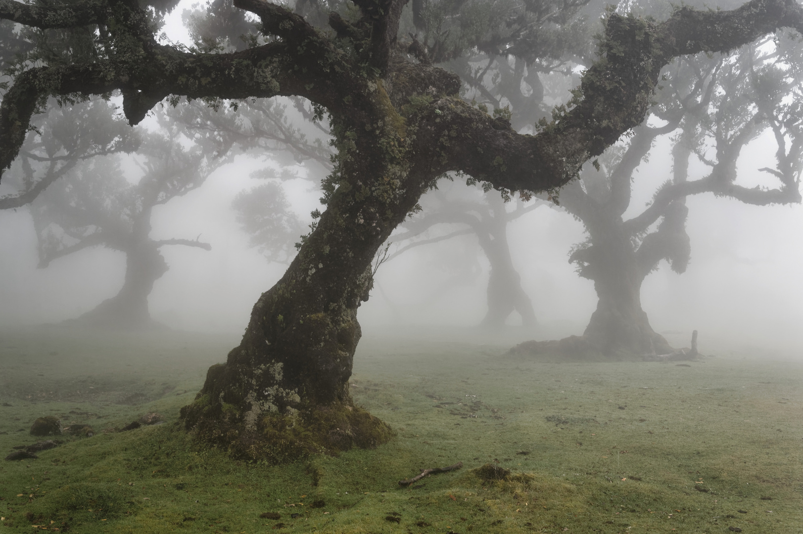 Madeira * Fleeting Moment